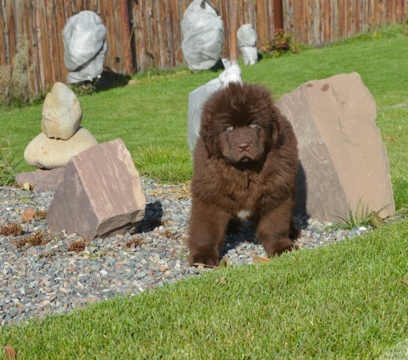Фото: ньюфаундленд C'Нежная Вьюга Глоуинг Харт (S'Nezhnaya Vjuga Glowing Hart)