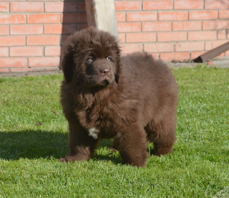 Фотография № 230710