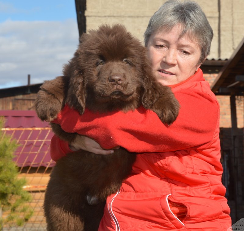 Фото: ньюфаундленд С'Нежная Вьюга Гранд Стайл (S'Nezhnaya Vjuga Grand Style)