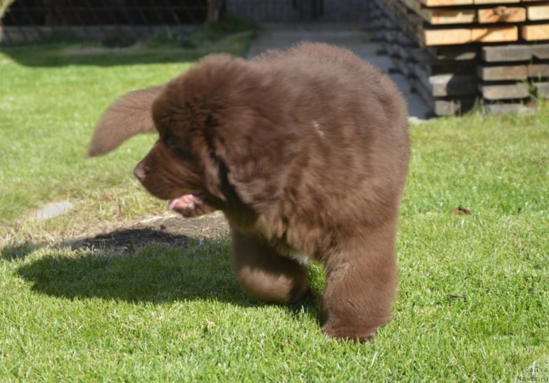 Фото: ньюфаундленд С'Нежная Вьюга Гранд Стайл (S'Nezhnaya Vjuga Grand Style)