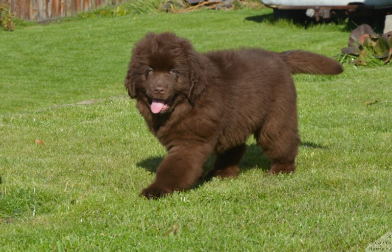 Фото: ньюфаундленд С'Нежная Вьюга Гранд Стайл (S'Nezhnaya Vjuga Grand Style)