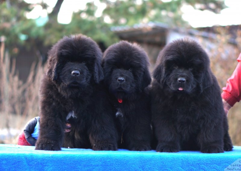 Фото: ньюфаундленд Акватория Келвин Райз Афтэ Ми (Aquatoriya Kelvin Rise After Me), ньюфаундленд Акватория Келвин Дискавери