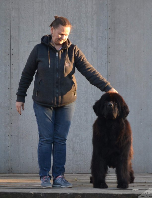 Фото: ньюфаундленд Акватория Келвин Дискавери