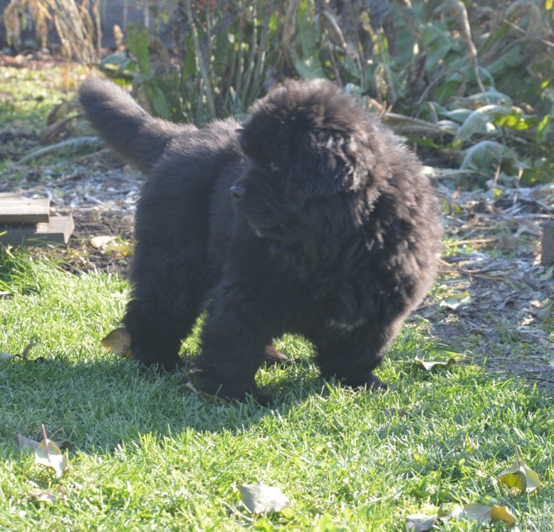 Фото: ньюфаундленд С'Нежная Вьюга Габриэль (S'Nezhnaya Vjuga Gabriely)