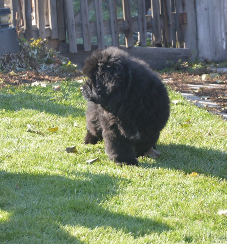 Фото: ньюфаундленд С'Нежная Вьюга Габриэль (S'Nezhnaya Vjuga Gabriely)