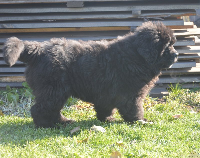 Фото: ньюфаундленд С'Нежная Вьюга Габриэль (S'Nezhnaya Vjuga Gabriely)