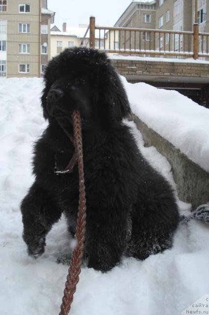 Фото: ньюфаундленд Пчёлкин Дом Весенний Вальс