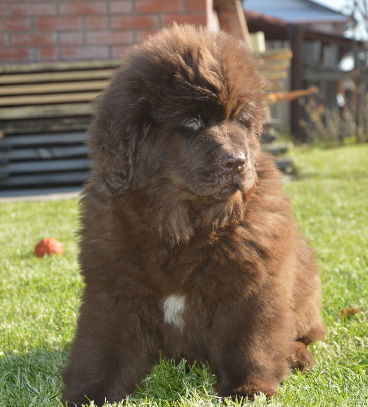 Фото: ньюфаундленд C'Нежная Вьюга Глоуинг Харт (S'Nezhnaya Vjuga Glowing Hart)