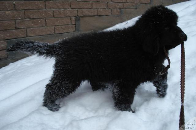 Фото: ньюфаундленд Пчёлкин Дом Весенний Вальс