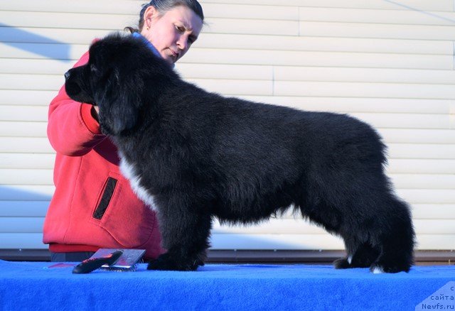 Фото: ньюфаундленд Акватория Келвин Райз Афтэ Ми (Aquatoriya Kelvin Rise After Me), ньюфаундленд Акватория Келвин Дискавери