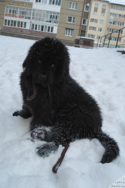 Фото: ньюфаундленд Пчёлкин Дом Весенний Вальс
