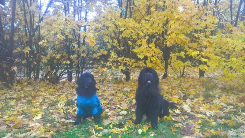 Фотография № 230753