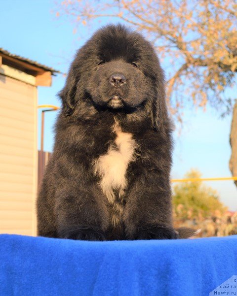 Фото: ньюфаундленд Акватория Келвин Райз Афтэ Ми (Aquatoriya Kelvin Rise After Me), ньюфаундленд Акватория Келвин Дискавери