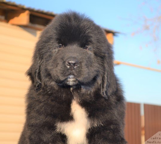 Фото: ньюфаундленд Акватория Келвин Райз Афтэ Ми (Aquatoriya Kelvin Rise After Me), ньюфаундленд Акватория Келвин Дискавери