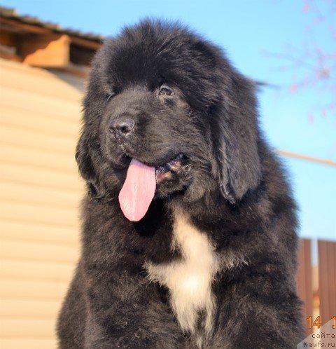 Фото: ньюфаундленд Акватория Келвин Райз Афтэ Ми (Aquatoriya Kelvin Rise After Me), ньюфаундленд Акватория Келвин Дискавери