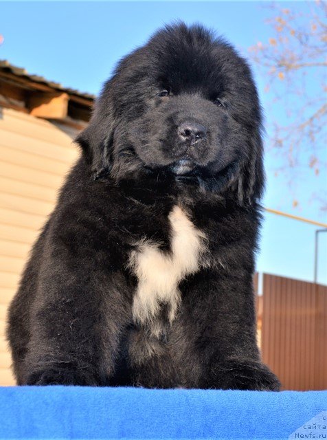 Фото: ньюфаундленд Акватория Келвин Райз Афтэ Ми (Aquatoriya Kelvin Rise After Me), ньюфаундленд Акватория Келвин Дискавери