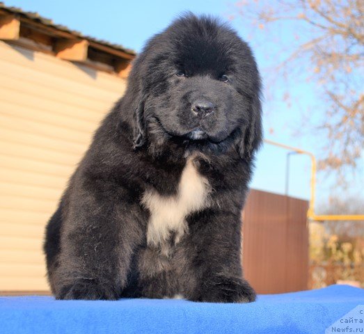 Фото: ньюфаундленд Акватория Келвин Райз Афтэ Ми (Aquatoriya Kelvin Rise After Me), ньюфаундленд Акватория Келвин Дискавери