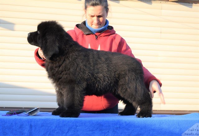 Фото: ньюфаундленд Акватория Келвин Райз Афтэ Ми (Aquatoriya Kelvin Rise After Me), ньюфаундленд Акватория Келвин Дискавери