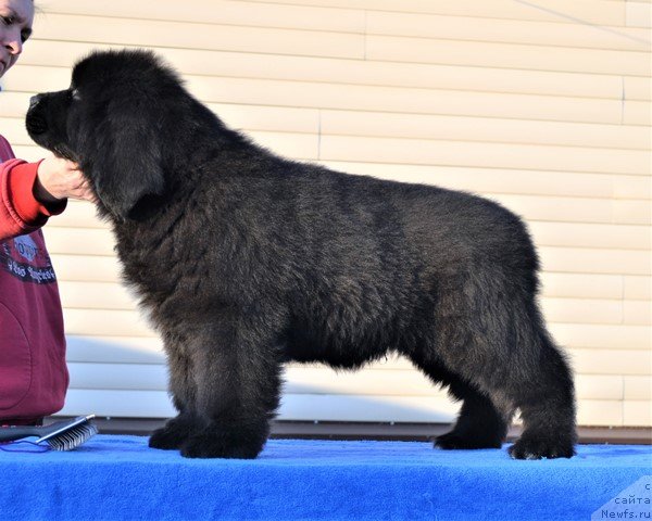 Фото: ньюфаундленд Акватория Келвин Райз Афтэ Ми (Aquatoriya Kelvin Rise After Me), ньюфаундленд Акватория Келвин Дискавери