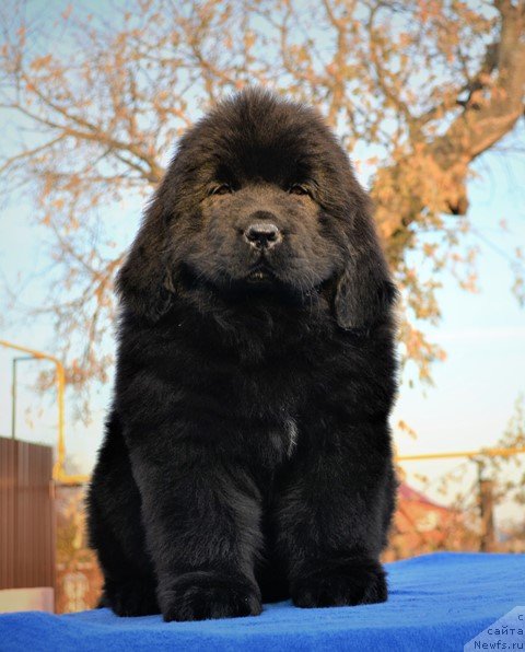 Фото: ньюфаундленд Акватория Келвин Райз Афтэ Ми (Aquatoriya Kelvin Rise After Me), ньюфаундленд Акватория Келвин Дискавери