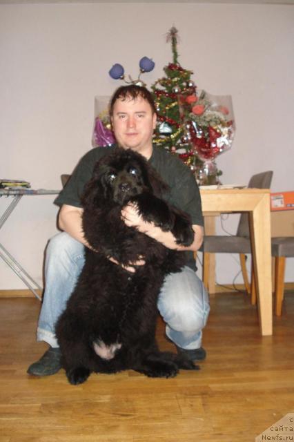 Фото: ньюфаундленд Пчёлкин Дом Весенний Вальс, Сергей