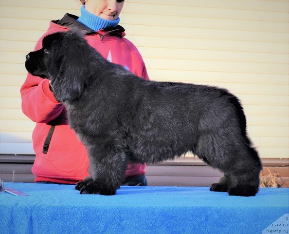 Фото: ньюфаундленд Акватория Келвин Райз Афтэ Ми (Aquatoriya Kelvin Rise After Me), ньюфаундленд Акватория Келвин Дискавери