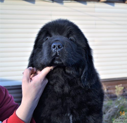 Фото: ньюфаундленд Акватория Келвин Райз Афтэ Ми (Aquatoriya Kelvin Rise After Me), ньюфаундленд Акватория Келвин Дискавери