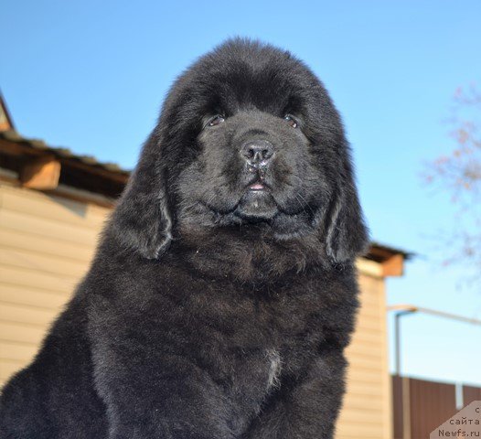 Фото: ньюфаундленд Акватория Келвин Райз Афтэ Ми (Aquatoriya Kelvin Rise After Me), ньюфаундленд Акватория Келвин Дискавери