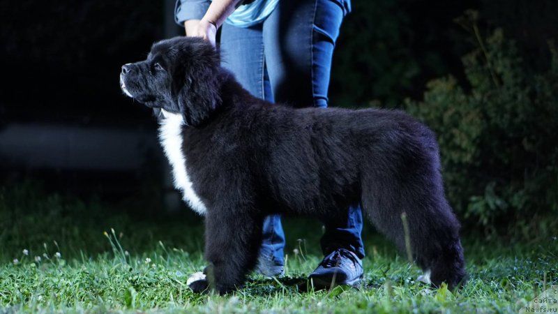 Фото: ньюфаундленд Бегущая по Волнам Фрозен Веату (Beguschaya po Volnam Frozen Beauty), ньюфаундленд Акватория Келвин Райз Афтэ Ми (Aquatoriya Kelvin Rise After Me)