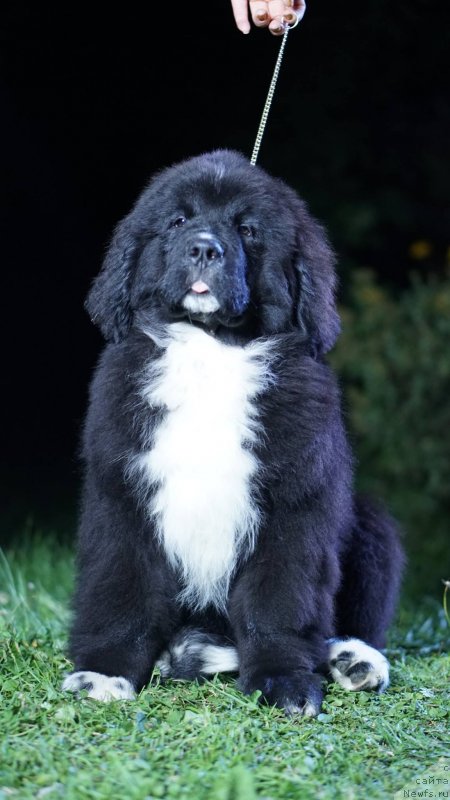 Фото: ньюфаундленд Бегущая по Волнам Фрозен Веату (Beguschaya po Volnam Frozen Beauty), ньюфаундленд Акватория Келвин Райз Афтэ Ми (Aquatoriya Kelvin Rise After Me)