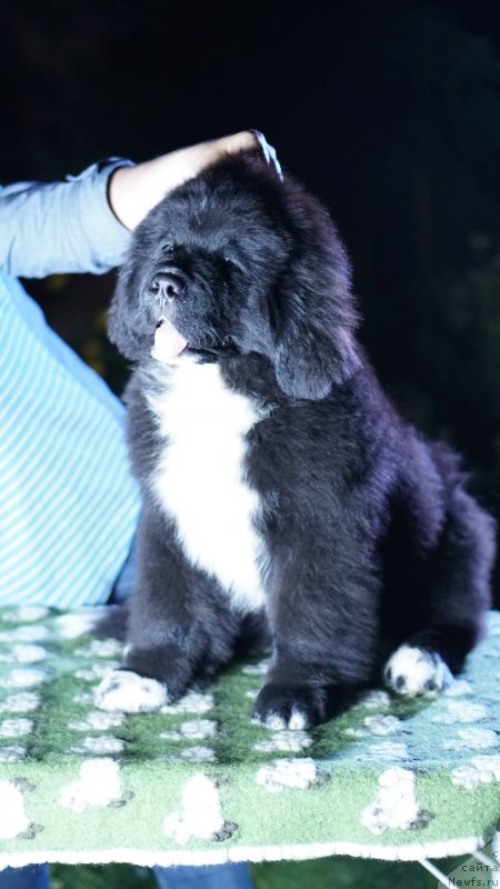 Фото: ньюфаундленд Бегущая по Волнам Фрозен Веату (Beguschaya po Volnam Frozen Beauty), ньюфаундленд Акватория Келвин Райз Афтэ Ми (Aquatoriya Kelvin Rise After Me)