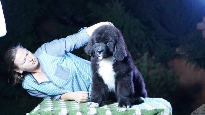 Фото: ньюфаундленд Бегущая по Волнам Фрозен Веату (Beguschaya po Volnam Frozen Beauty), ньюфаундленд Акватория Келвин Райз Афтэ Ми (Aquatoriya Kelvin Rise After Me)