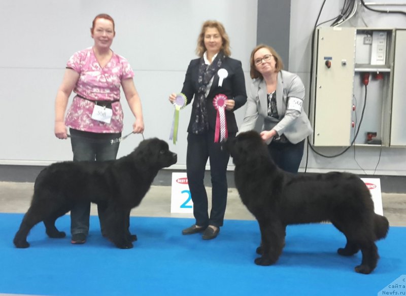 Фото: ньюфаундленд Акватория Келвин Лига Чемпионов