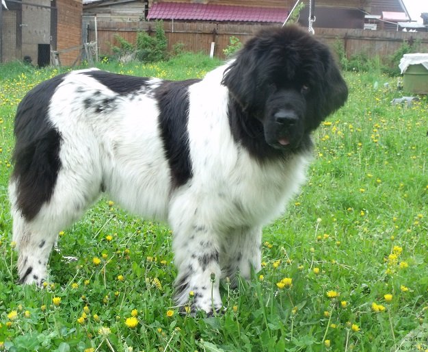 Фото: ньюфаундленд Жадор Ле Перле Нуар