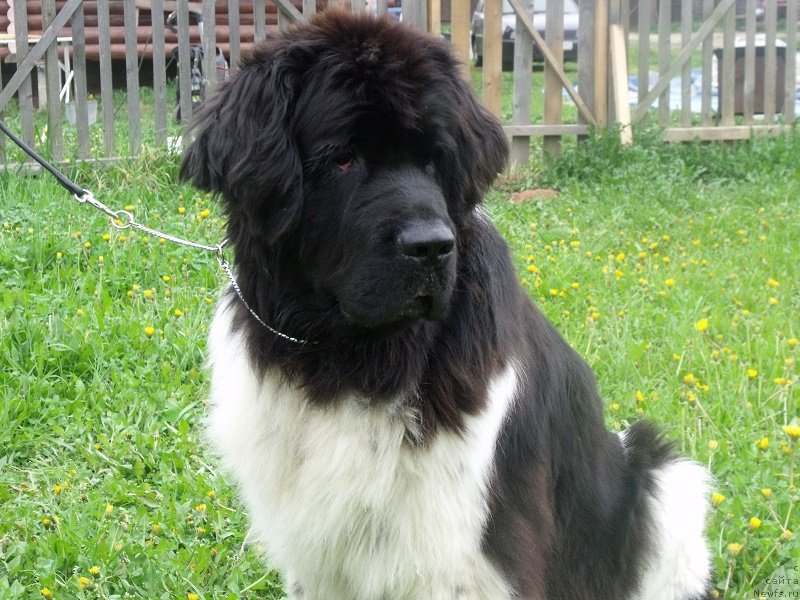 Фотография № 230781