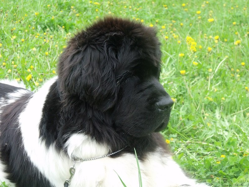 Фотография № 230782