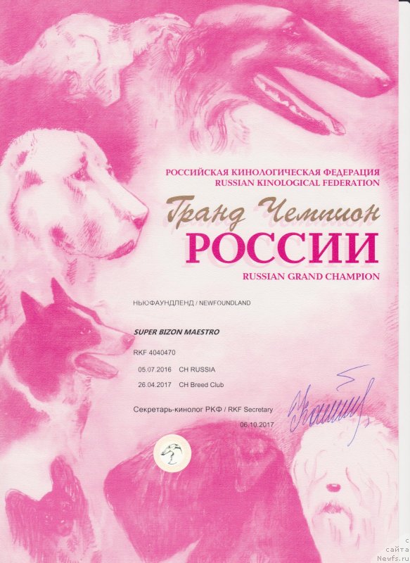 Фото: ньюфаундленд Супер Бизон Маэстро (Super Bizon Maestro)