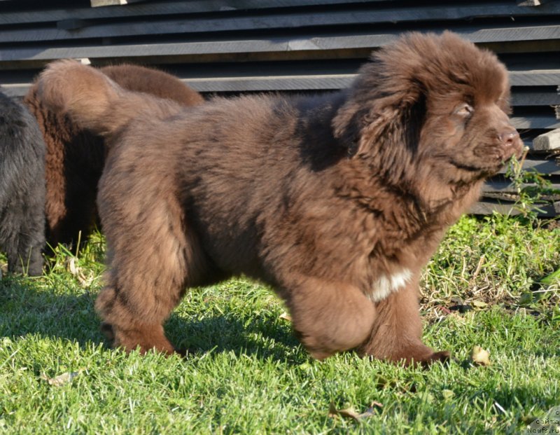 Фото: ньюфаундленд С'Нежная Вьюга Гранд Стайл (S'Nezhnaya Vjuga Grand Style)