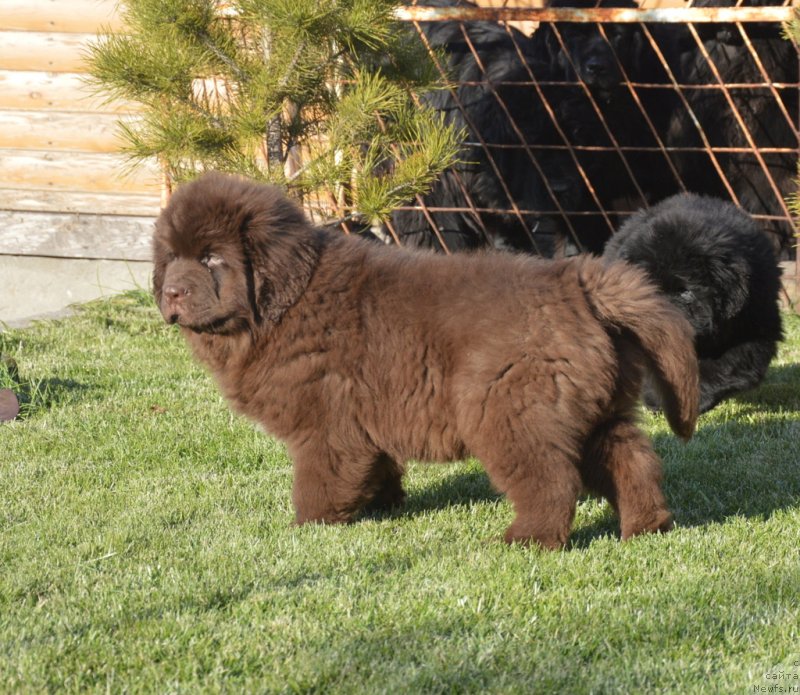Фото: ньюфаундленд С'Нежная Вьюга Гранд Стайл (S'Nezhnaya Vjuga Grand Style)