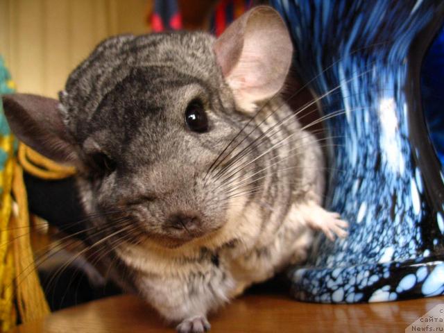 Фотография № 23079