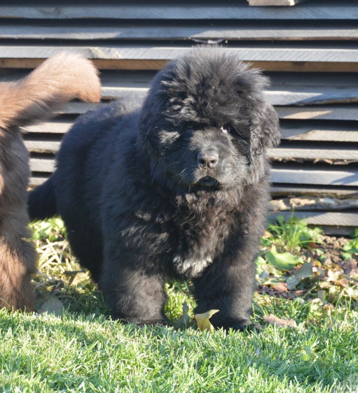 Фото: ньюфаундленд С'Нежная Вьюга Габриэль (S'Nezhnaya Vjuga Gabriely)