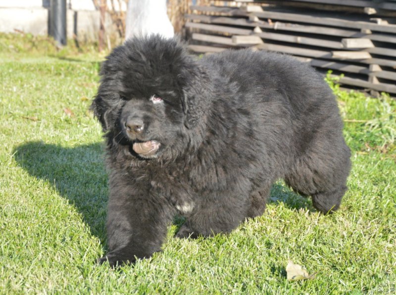 Фотография № 230791