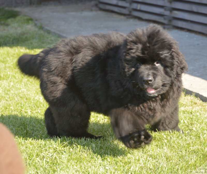 Фото: ньюфаундленд С'Нежная Вьюга Габриэль (S'Nezhnaya Vjuga Gabriely)