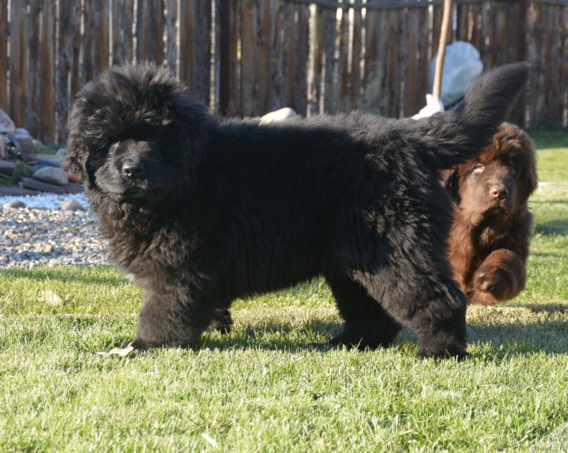 Фото: ньюфаундленд С'Нежная Вьюга Габриэль (S'Nezhnaya Vjuga Gabriely)