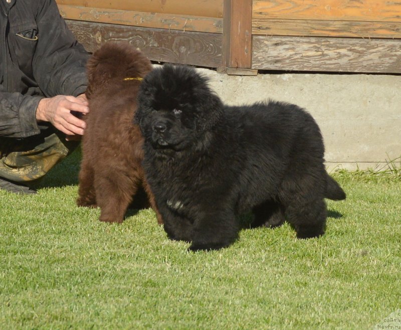 Фото: ньюфаундленд С'Нежная Вьюга Габриэль (S'Nezhnaya Vjuga Gabriely)