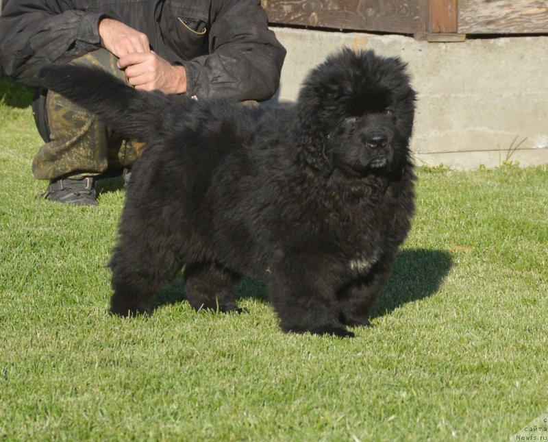 Фото: ньюфаундленд С'Нежная Вьюга Габриэль (S'Nezhnaya Vjuga Gabriely)