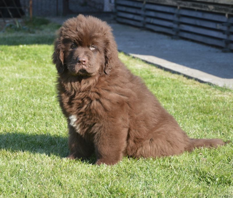 Фото: ньюфаундленд C'Нежная Вьюга Глоуинг Харт (S'Nezhnaya Vjuga Glowing Hart)