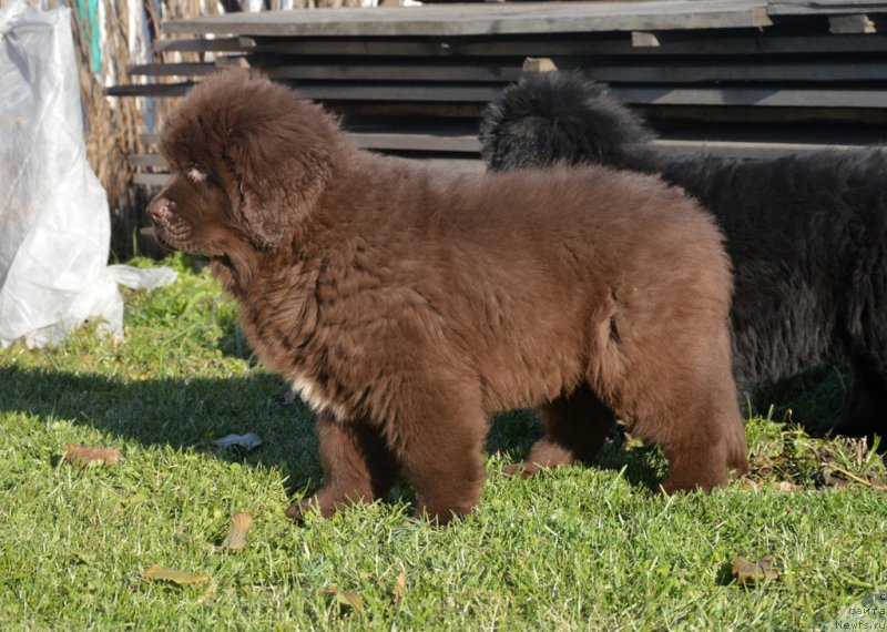 Фото: ньюфаундленд C'Нежная Вьюга Глоуинг Харт (S'Nezhnaya Vjuga Glowing Hart)