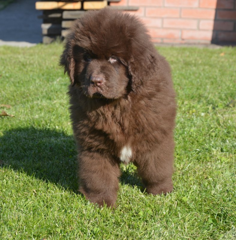 Фото: ньюфаундленд C'Нежная Вьюга Глоуинг Харт (S'Nezhnaya Vjuga Glowing Hart)