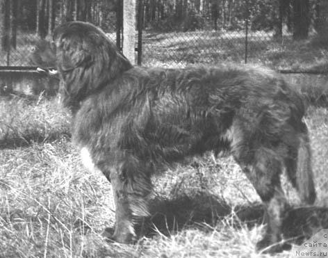 Фото: ньюфаундленд Руслан